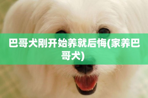巴哥犬剛開始養就后悔(家養巴哥犬) 