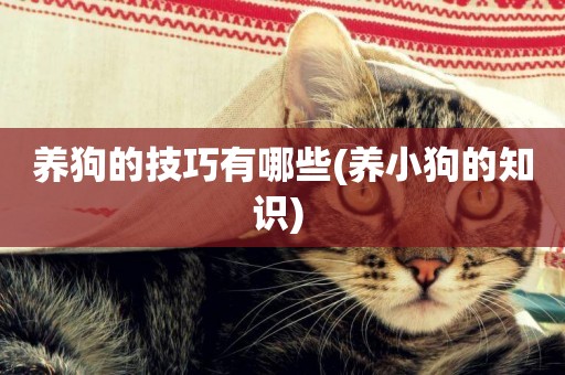 養狗的技巧有哪些(養小狗的知識) 