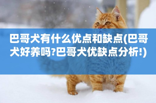 巴哥犬有什么優點和缺點(巴哥犬好養嗎?巴哥犬優缺點分析!) 