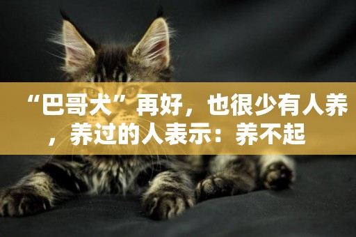 “巴哥犬”再好，也很少有人養，養過的人表示：養不起 