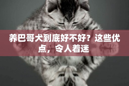 養巴哥犬到底好不好？這些優點，令人著迷 