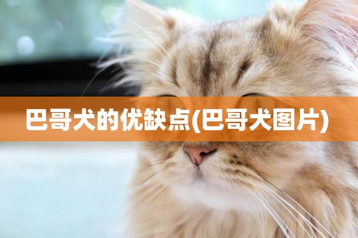 巴哥犬的優缺點(巴哥犬圖片) 