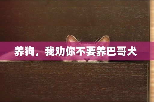 養狗，我勸你不要養巴哥犬 
