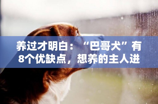 養過才明白：“巴哥犬”有8個優缺點，想養的主人進來看看 