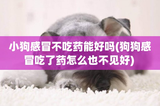 小狗感冒不吃藥能好嗎(狗狗感冒吃了藥怎么也不見好) 