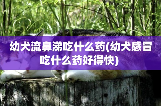 幼犬流鼻涕吃什么藥(幼犬感冒吃什么藥好得快) 
