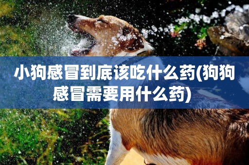 小狗感冒到底該吃什么藥(狗狗感冒需要用什么藥) 