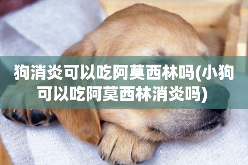 狗消炎可以吃阿莫西林嗎(小狗可以吃阿莫西林消炎嗎) 