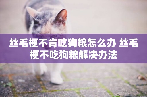 絲毛梗不肯吃狗糧怎么辦 絲毛梗不吃狗糧解決辦法