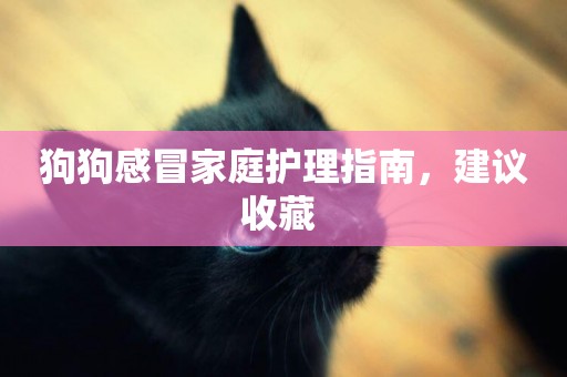 狗狗感冒家庭護理指南，建議收藏 