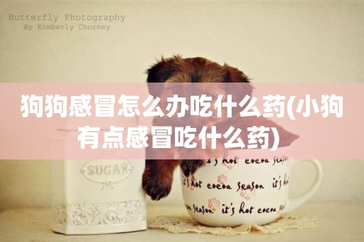 狗狗感冒怎么辦吃什么藥(小狗有點感冒吃什么藥) 
