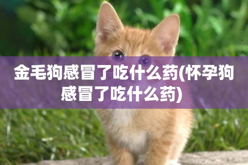 金毛狗感冒了吃什么藥(懷孕狗感冒了吃什么藥) 