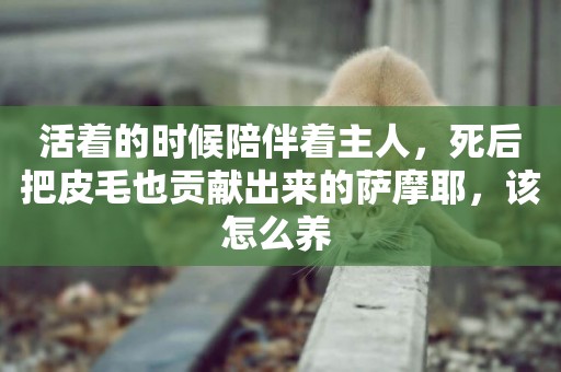 活著的時候陪伴著主人，死后把皮毛也貢獻出來的薩摩耶，該怎么養 