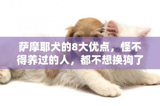 薩摩耶犬的8大優點，怪不得養過的人，都不想換狗了 