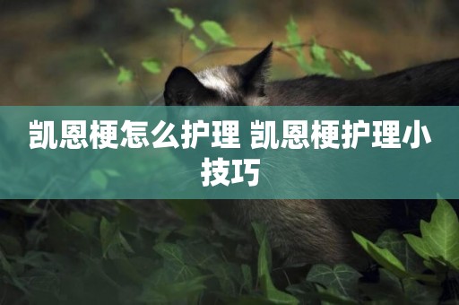 凱恩梗怎么護理 凱恩梗護理小技巧