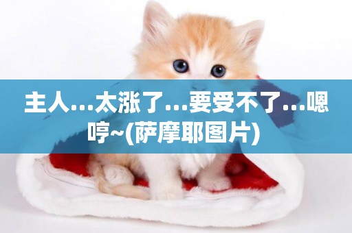 主人…太漲了…要受不了…嗯哼~(薩摩耶圖片) 