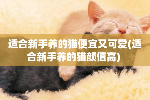 適合新手養的貓便宜又可愛(適合新手養的貓顏值高) 