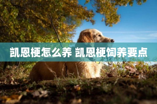 凱恩梗怎么養 凱恩梗飼養要點