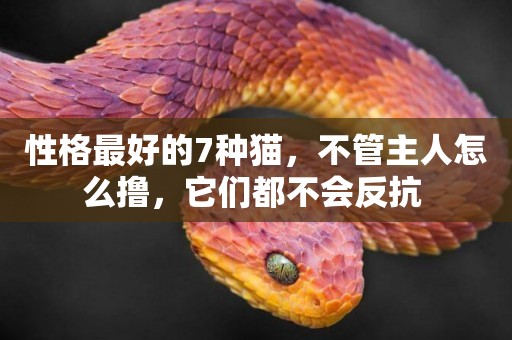 性格最好的7種貓，不管主人怎么擼，它們都不會反抗 
