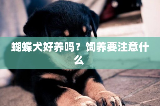 蝴蝶犬好養嗎？飼養要注意什么 