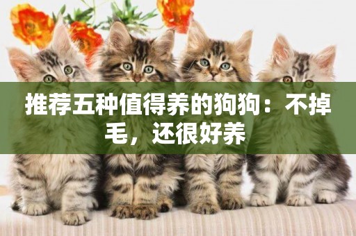推薦五種值得養的狗狗：不掉毛，還很好養 