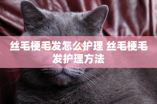 絲毛梗毛發怎么護理 絲毛梗毛發護理方法