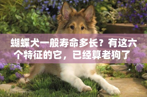 蝴蝶犬一般壽命多長？有這六個特征的它，已經算老狗了 