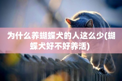 為什么養蝴蝶犬的人這么少(蝴蝶犬好不好養活) 