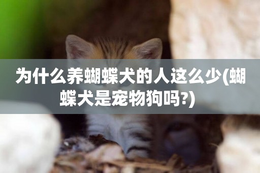 為什么養蝴蝶犬的人這么少(蝴蝶犬是寵物狗嗎?) 