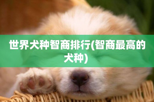世界犬種智商排行(智商最高的犬種) 