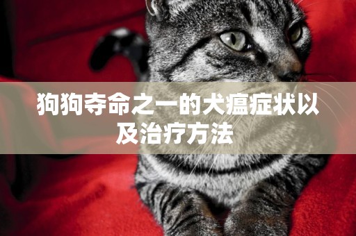 狗狗奪命之一的犬瘟癥狀以及治療方法 