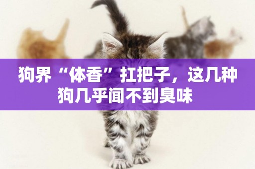 狗界“體香”扛把子，這幾種狗幾乎聞不到臭味 