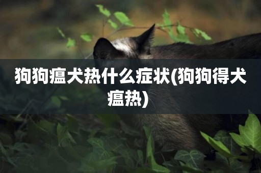 狗狗瘟犬熱什么癥狀(狗狗得犬瘟熱) 