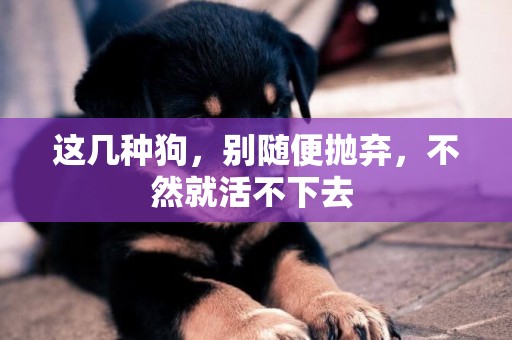 這幾種狗，別隨便拋棄，不然就活不下去 