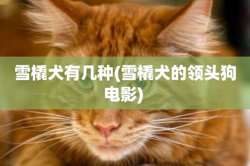 雪橇犬有幾種(雪橇犬的領頭狗電影) 