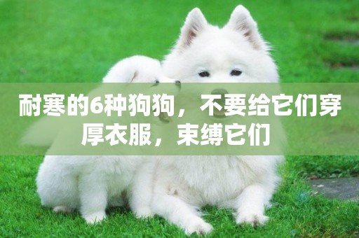 耐寒的6種狗狗，不要給它們穿厚衣服，束縛它們 