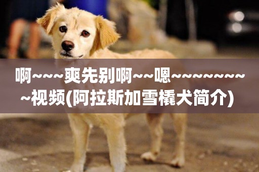 啊~~~爽先別啊~~嗯~~~~~~~~視頻(阿拉斯加雪橇犬簡介) 