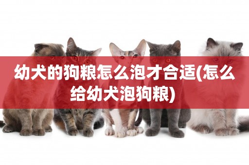 幼犬的狗糧怎么泡才合適(怎么給幼犬泡狗糧) 