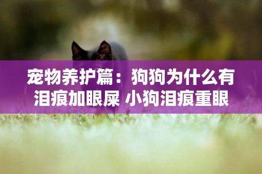 寵物養護篇：狗狗為什么有淚痕加眼屎 小狗淚痕重眼屎也多 