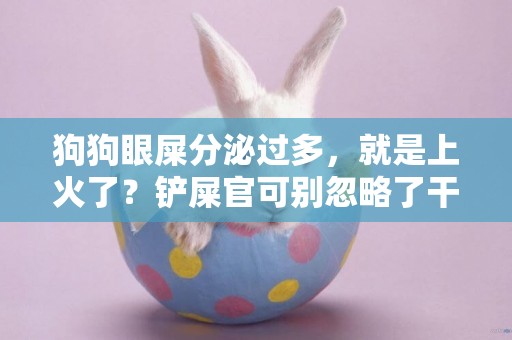 狗狗眼屎分泌過多，就是上火了？鏟屎官可別忽略了干眼癥的危害 