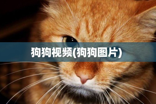 狗狗視頻(狗狗圖片) 