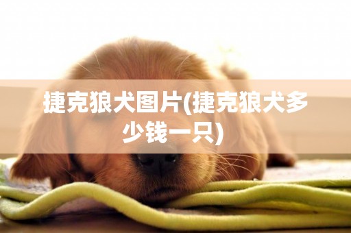 捷克狼犬圖片(捷克狼犬多少錢一只) 