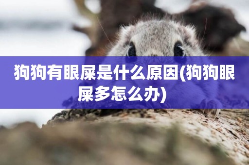 狗狗有眼屎是什么原因(狗狗眼屎多怎么辦) 