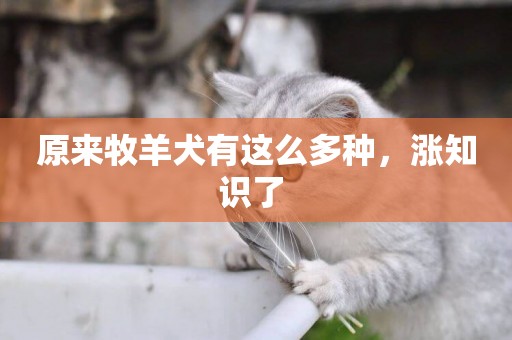 原來牧羊犬有這么多種，漲知識了 