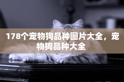 178個寵物狗品種圖片大全，寵物狗品種大全 