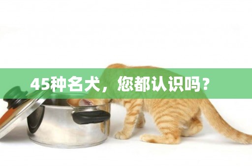 45種名犬，您都認識嗎？ 