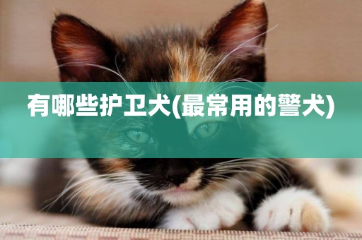 有哪些護衛犬(最常用的警犬) 