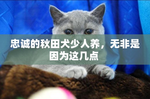 忠誠的秋田犬少人養，無非是因為這幾點 