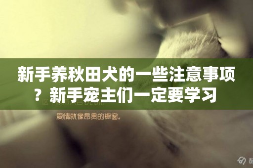 新手養秋田犬的一些注意事項？新手寵主們一定要學習 