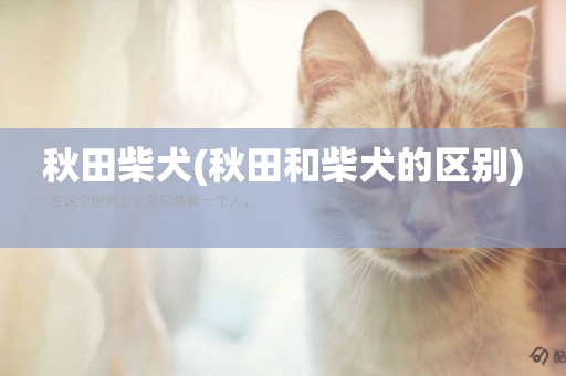 秋田柴犬(秋田和柴犬的區別) 